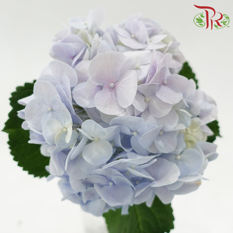 Hydrangea - Bicolour Blue & Lilac (Per Stem)
