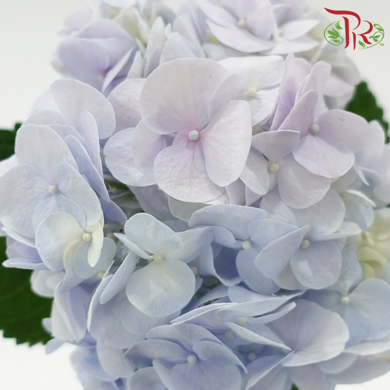 Hydrangea - Bicolour Blue & Lilac (Per Stem)