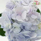 Hydrangea - Bicolour Blue & Lilac (Per Stem)