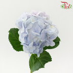 Hydrangea - Bicolour Blue & Lilac (Per Stem)