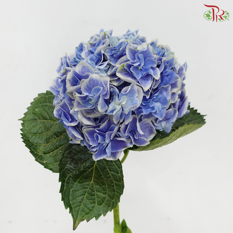 Hydrangea - Tufts Blue With Outline (Per Stem)