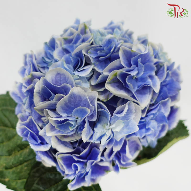 Hydrangea - Tufts Blue With Outline (Per Stem)