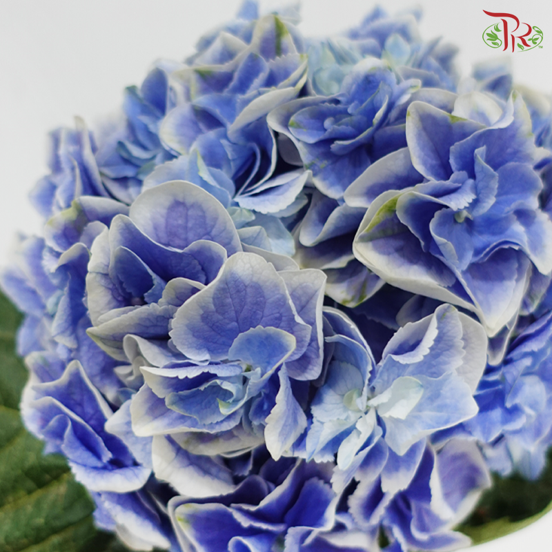 Hydrangea - Tufts Blue With Outline (Per Stem)