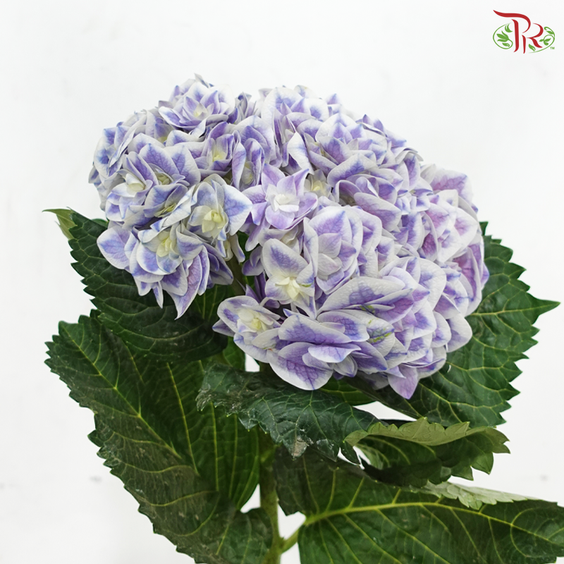 Hydrangea - Bluish Purple With Outline (Per Stem)