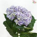 Hydrangea - Bluish Purple With Outline (Per Stem)