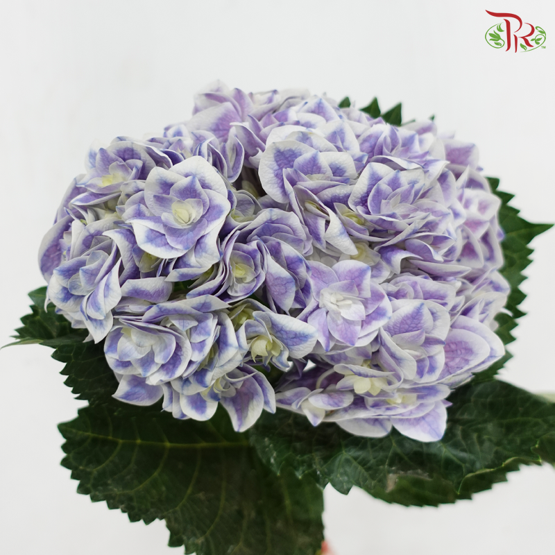 Hydrangea - Bluish Purple With Outline (Per Stem)