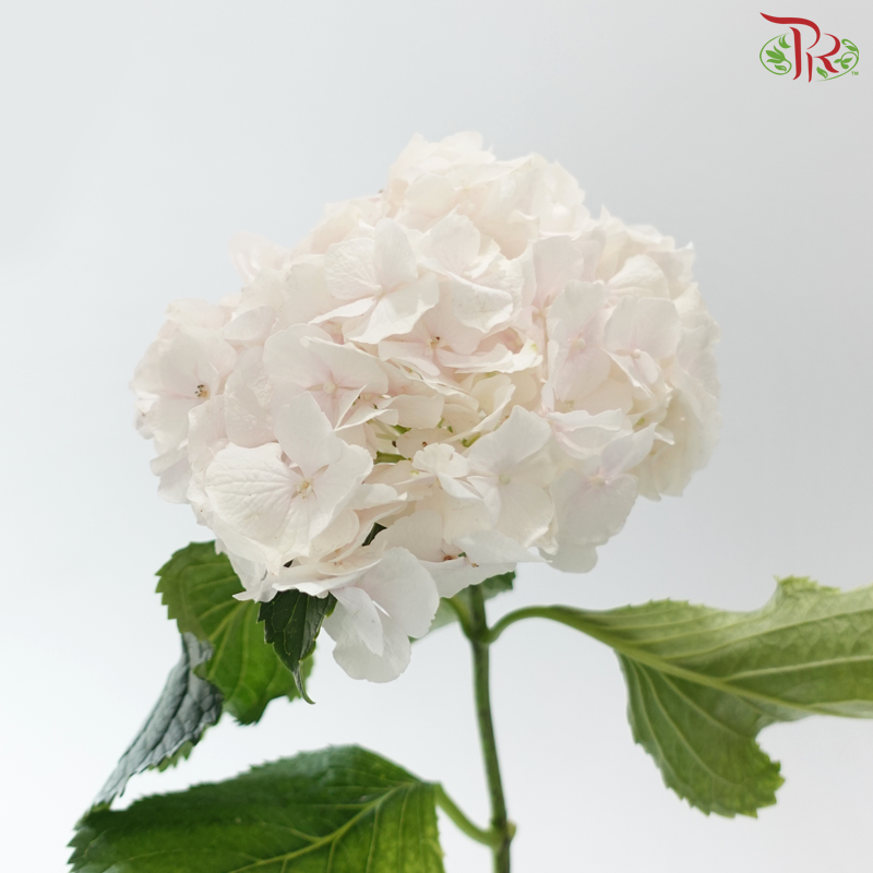 Hydrangea - Pearl Pink (Per Stem)