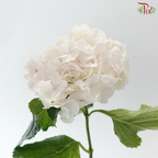 Hydrangea - Pearl Pink (Per Stem)