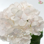 Hydrangea - Pearl Pink (Per Stem)