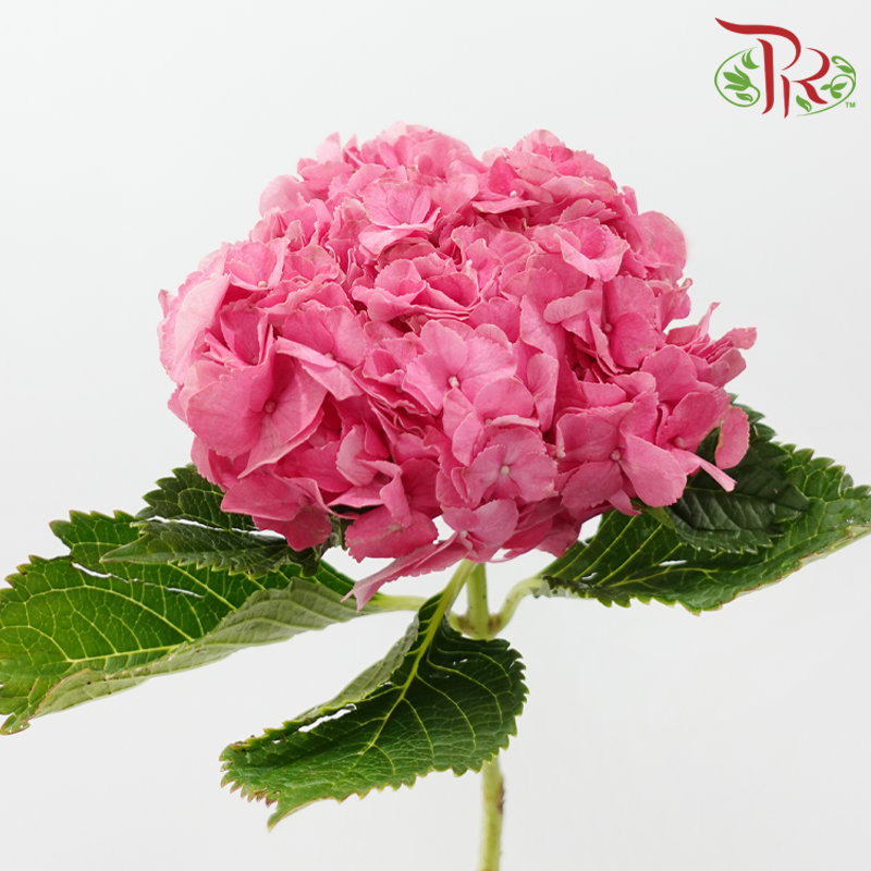 Hydrangea - Cherry Pink (Per Stem)
