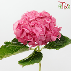 Hydrangea - Cherry Pink (Per Stem)