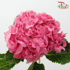 Hydrangea - Cherry Pink (Per Stem)