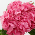 Hydrangea - Cherry Pink (Per Stem)