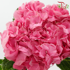 Hydrangea - Cherry Pink (Per Stem)