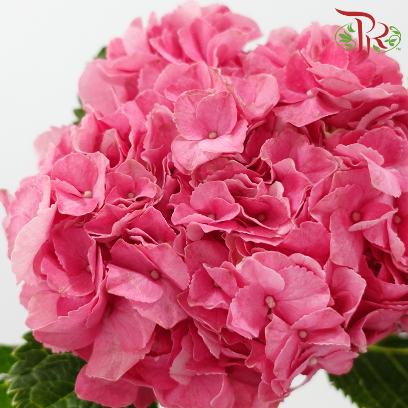 Hydrangea - Cherry Pink (Per Stem)