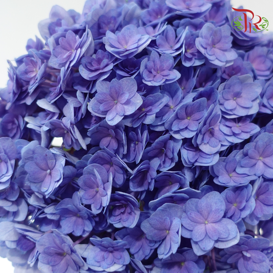 Hydrangea Double Petal - Bluish Purple (Per Stem)