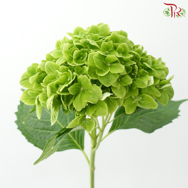 Hydrangea - Apple Green (Per Stem)