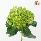 Hydrangea - Green (Per Stem)