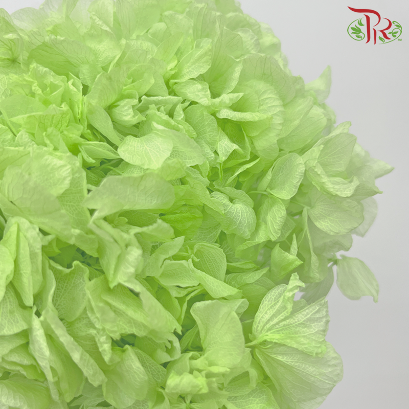 Preserved Hydrangea - Light Green (Per Stem) - Pudu Ria Florist