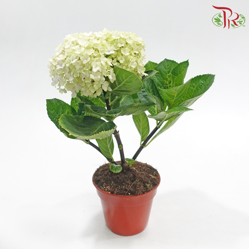 Hydrangea《绣球花》（Random Choose Color)