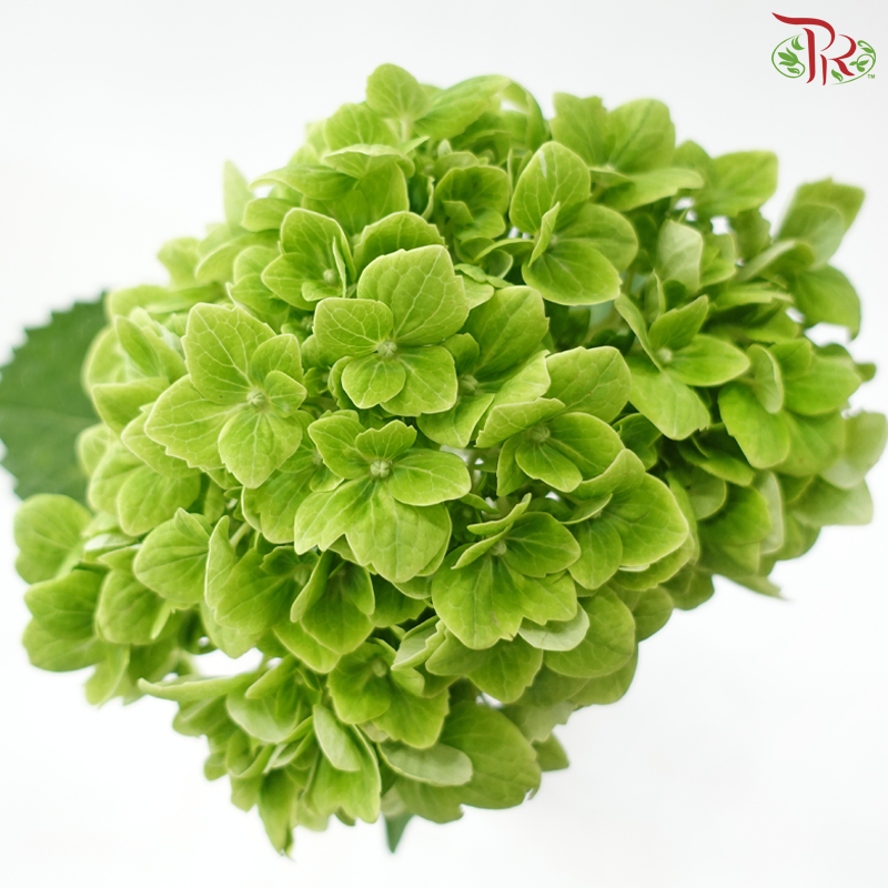 Hydrangea - Apple Green (Per Stem)