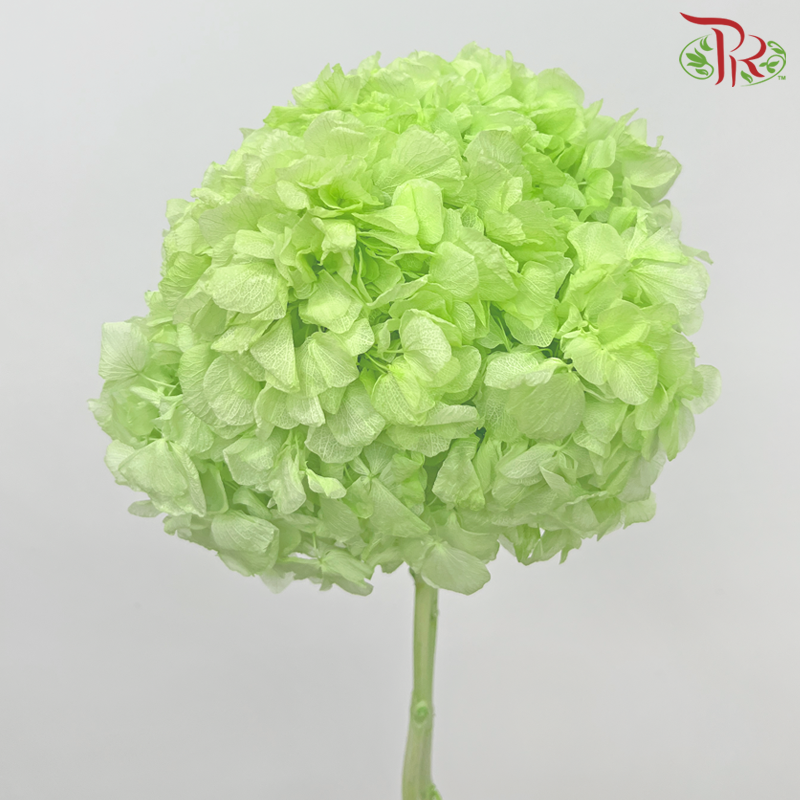 Preserved Hydrangea - Light Green (Per Stem) - Pudu Ria Florist