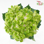 Hydrangea - Green (Per Stem)