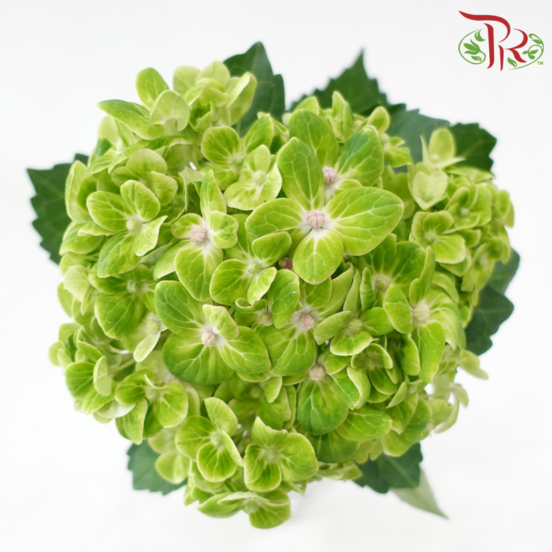 Hydrangea - Green (Per Stem)