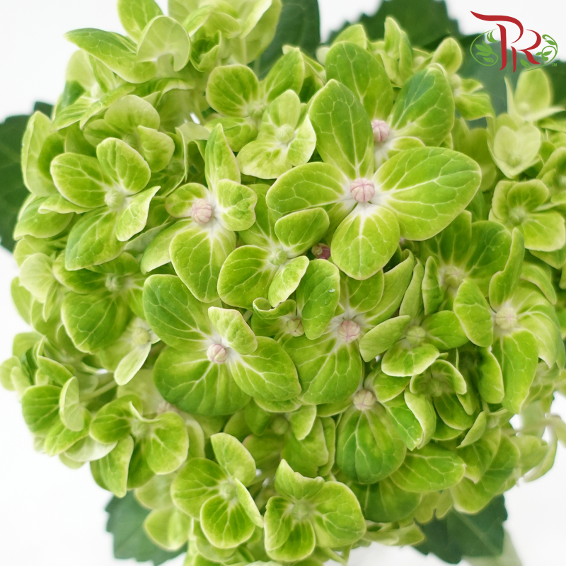 Hydrangea - Green (Per Stem)