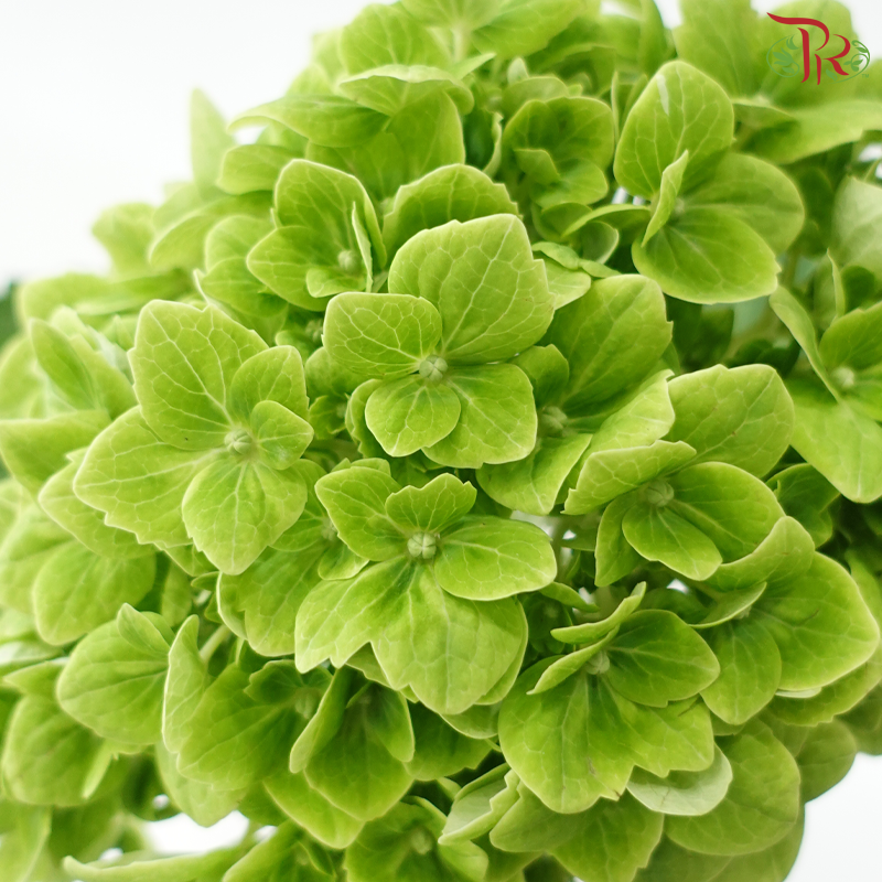 Hydrangea - Apple Green (Per Stem)