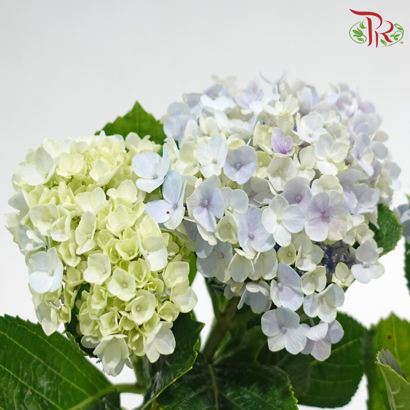 Hydrangea《绣球花》（Random Choose Color)