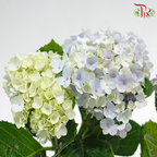 Hydrangea《绣球花》（Random Choose Color)