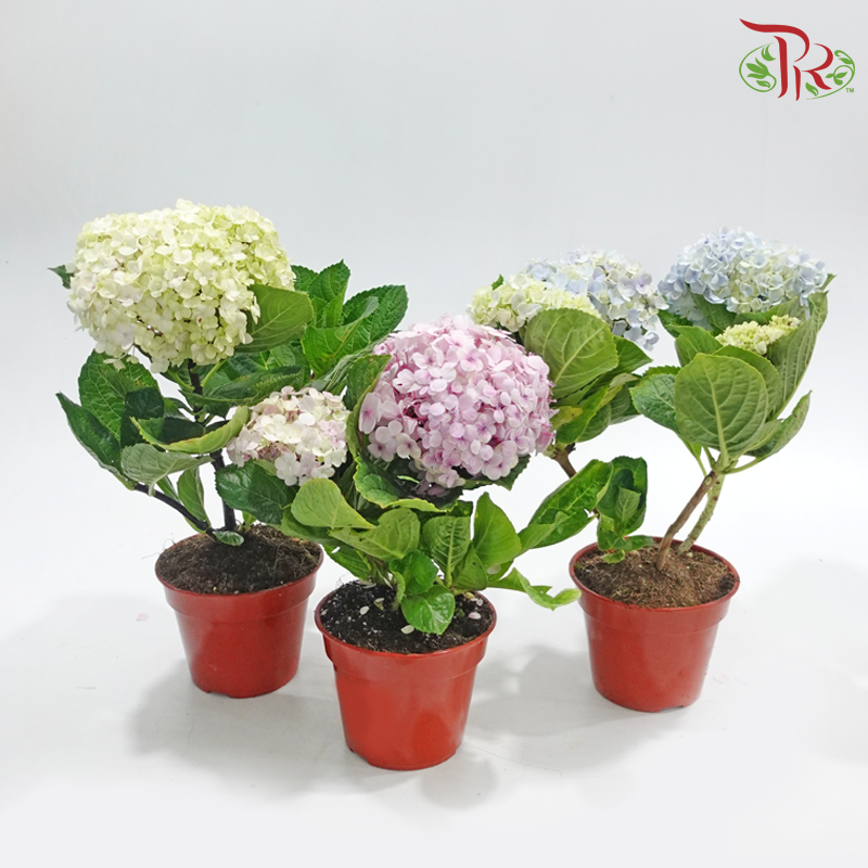 Hydrangea《绣球花》（Random Choose Color)
