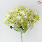 Hydrangea - Light Green With Minor Pink Outline (Per Stem)