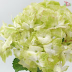 Hydrangea - Light Green With Minor Pink Outline (Per Stem)