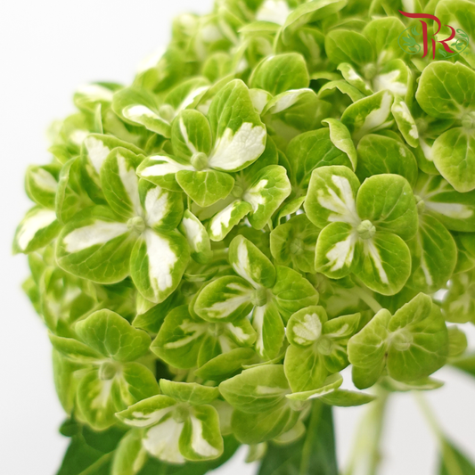 Hydrangea - Bicolour Green White (Per Stem)