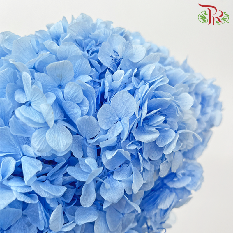 Preserved Hydrangea - Blue (Per Stem) - Pudu Ria Florist