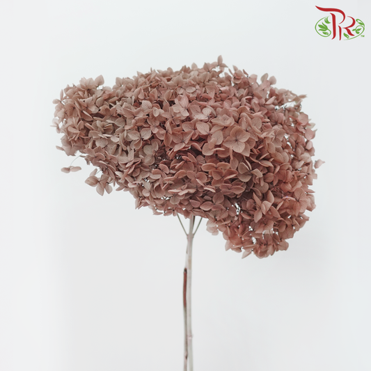 Hydrangea Terpelihara - Taupe Brown (Se Batang)
