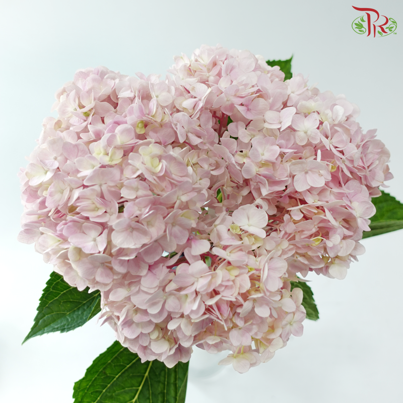 Hydrangea - Light Pink (Per Stem)