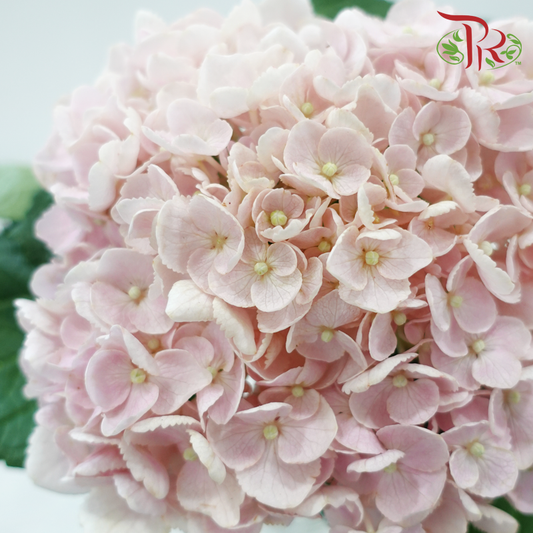 Hydrangea - Sakura Pink (Per Stem)