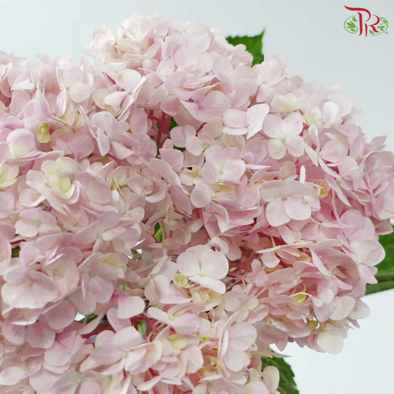 Hydrangea - Light Pink (Per Stem)