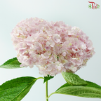 Hydrangea - Light Pink (Per Stem)