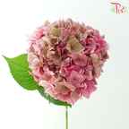 Hydrangea - Bicolour Pink With Minor Green (Per Stem)