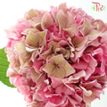 Hydrangea - Bicolour Pink With Minor Green (Per Stem)