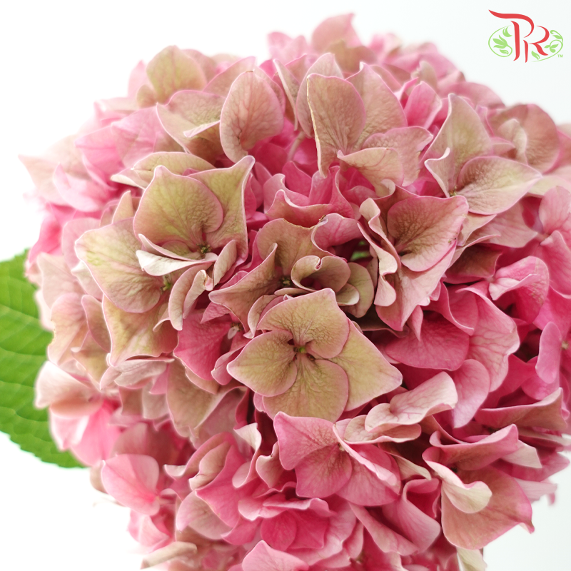 Hydrangea - Bicolour Pink With Minor Green (Per Stem)