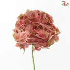Hydrangea - Rust Pink (Per Stem)