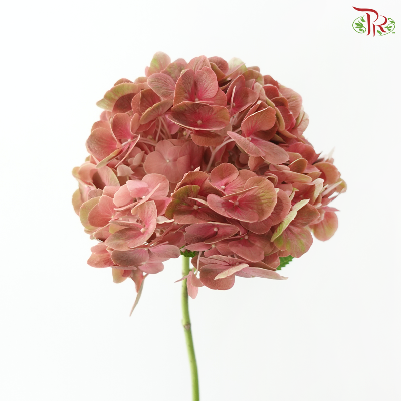 Hydrangea - Rust Pink (Per Stem)