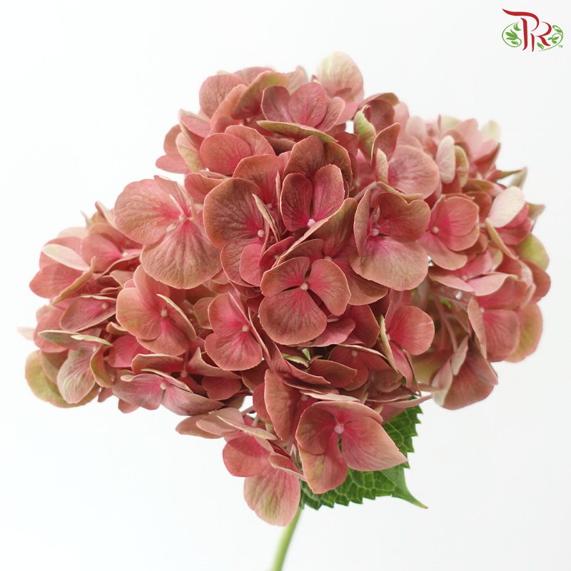 Hydrangea - Rust Pink (Per Stem)