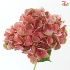 Hydrangea - Rust Pink (Per Stem)