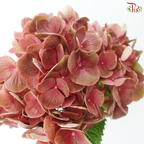 Hydrangea - Rust Pink (Per Stem)